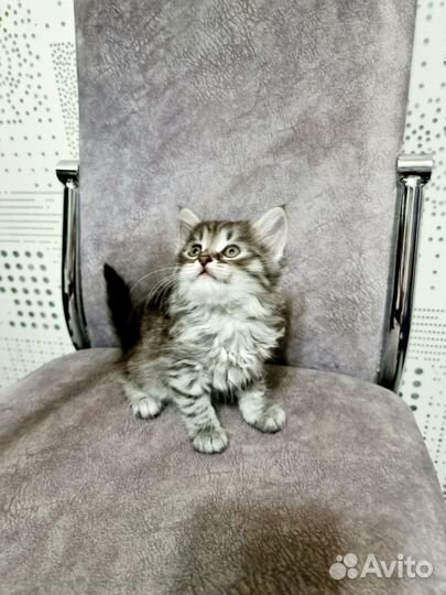 Котята в добрые руки даром