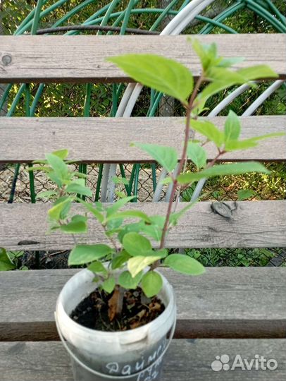 Саженцы гортензии метельчатой + одна в подарок