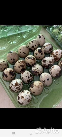 Продам яйцо перепелиное