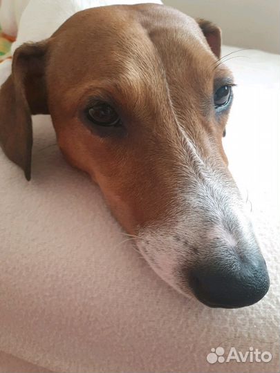 Случка Джек Рассел терьер