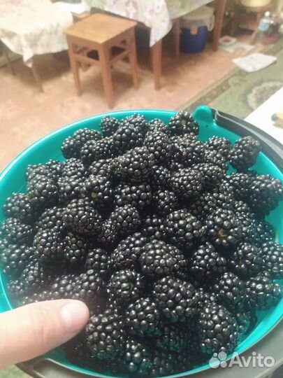 Кипарисовик, самшит, малиновое дерево, ежевика