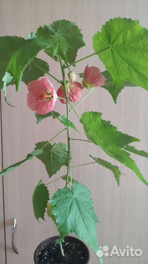 Клен комнатный абутилон