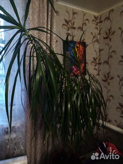 Пальма драцена