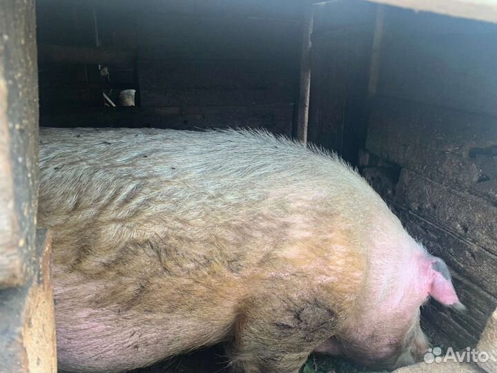 Свинка и хряк 