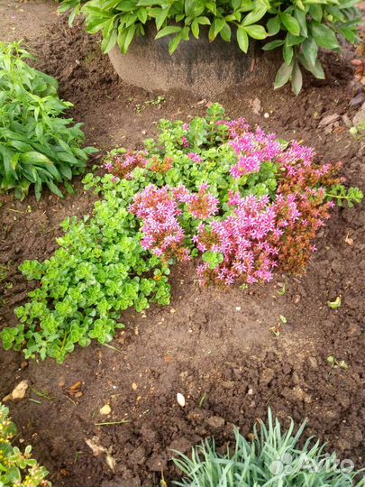 Анемона японская, очиток (красные)