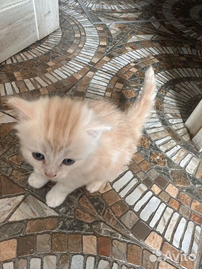 Отдам в хорошие руки котенка