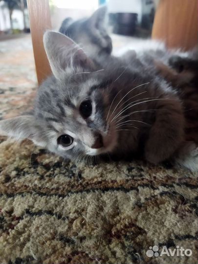 Кошка в дар