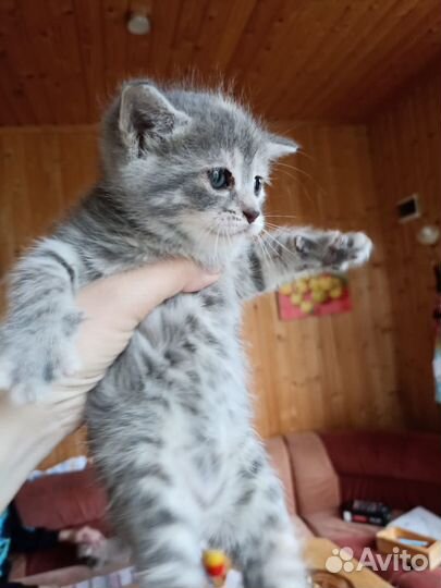 Серый котенок девочка