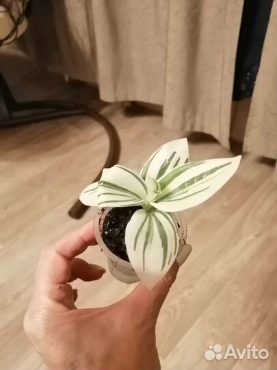 Традесканция белая albiflora