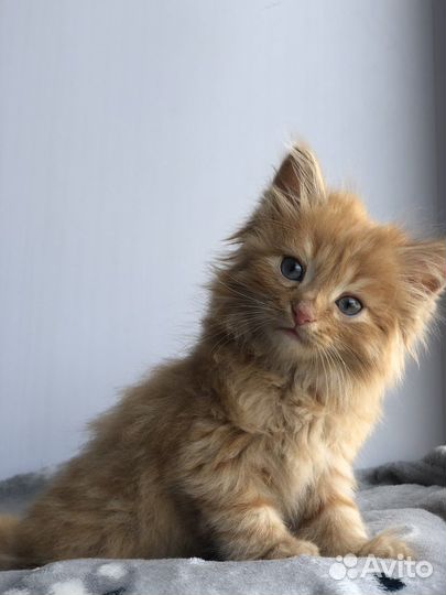 Отдам котенка в добрые руки