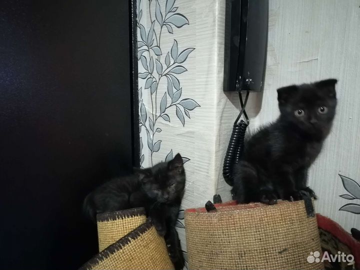 Котёнок британец и шатланка