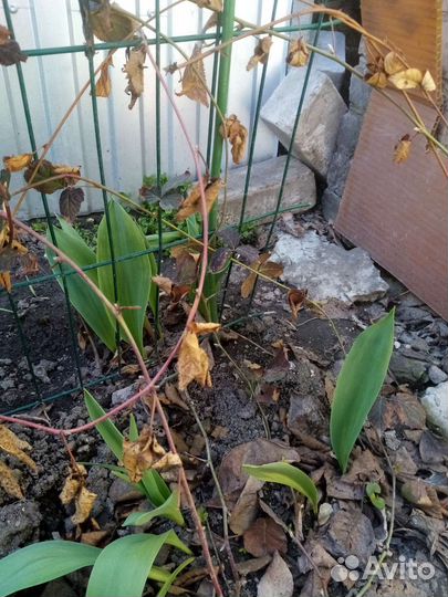 Ежевика без шипов