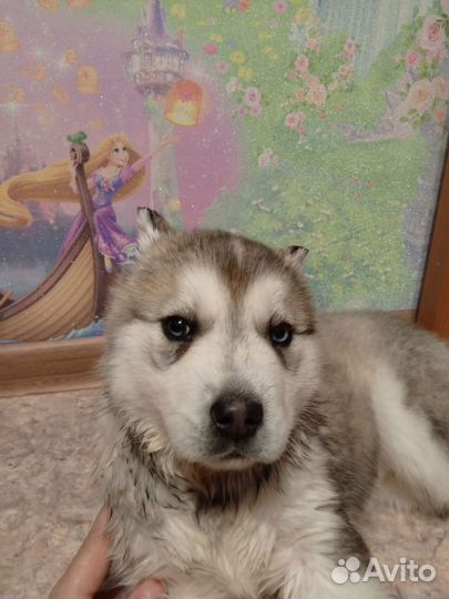 Щенки Хаски