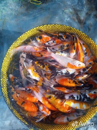 Живая рыба для пруда