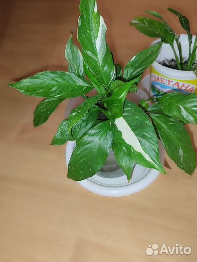 Спатифиллум