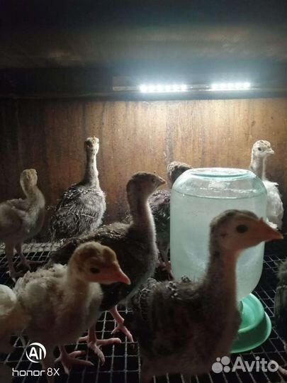 Цыплята,утята,индейка,молодка
