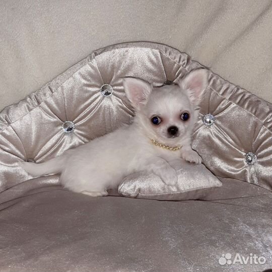 Мини мальчик чихуахуа