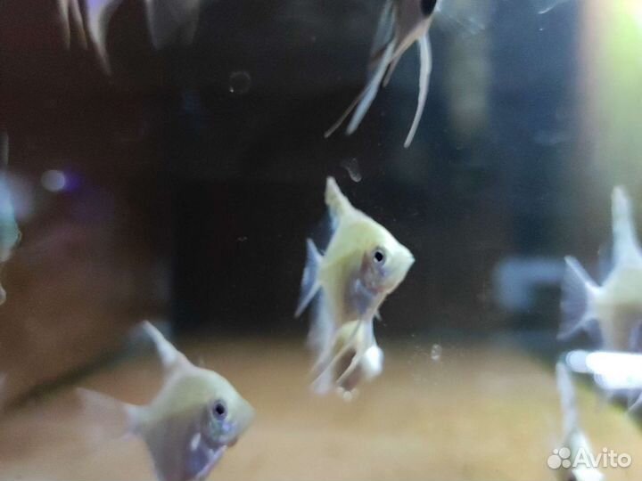 Скалярия платиновая 3-4см - Аквариумные рыбки