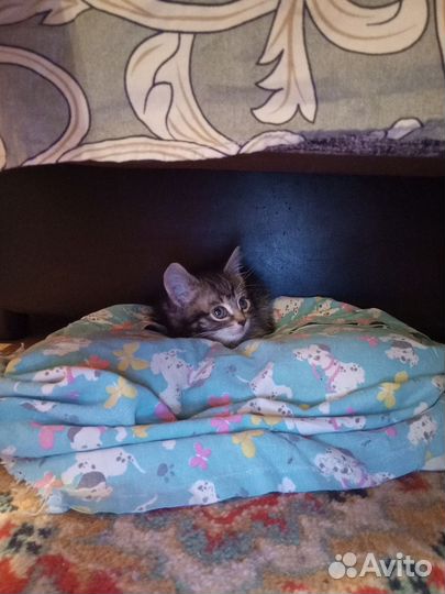 Котенок