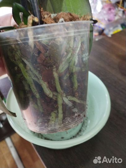 Орхидея фаленопсис