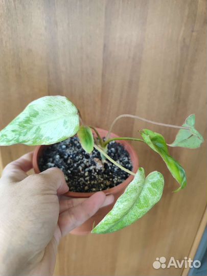 Филодендрон параисо Верде (биллитае мраморный)