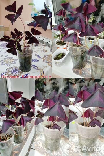 Комнатные цветы