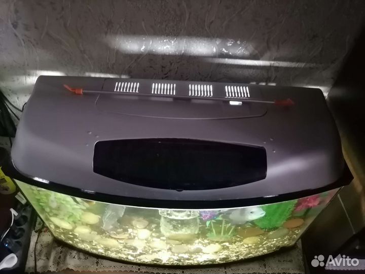 Аквариум с рыбками(акары и попугай)