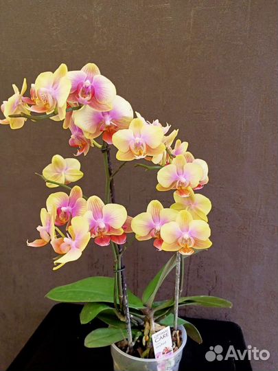 Орхидея Белла Хелена отцвела