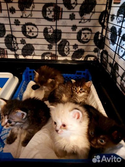 Котята в добрые руки