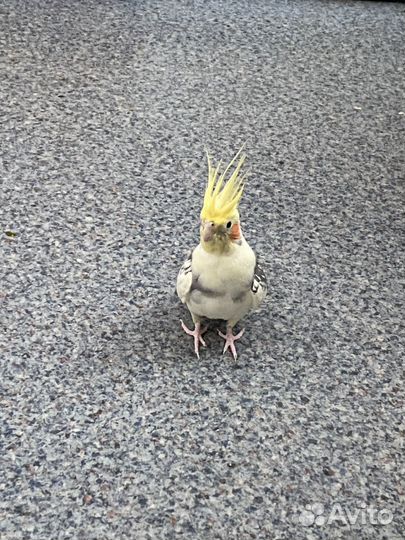 Попугай карелла с клеткой