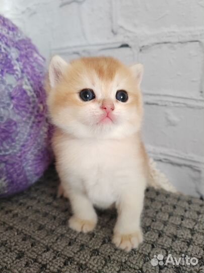 Шотландский котик