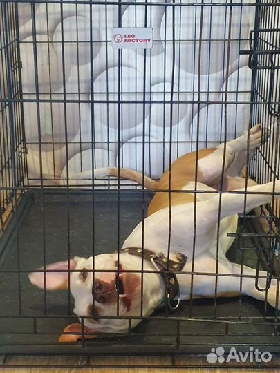 Американский стаффордширский терьер