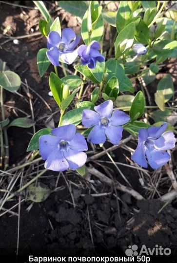 Рассада многолетних цветов