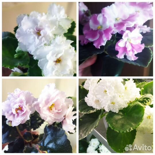 Детки сортовых фиалок, цветущие и зацветающие