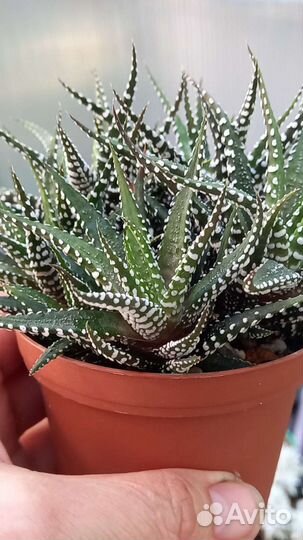 Хавортии и др