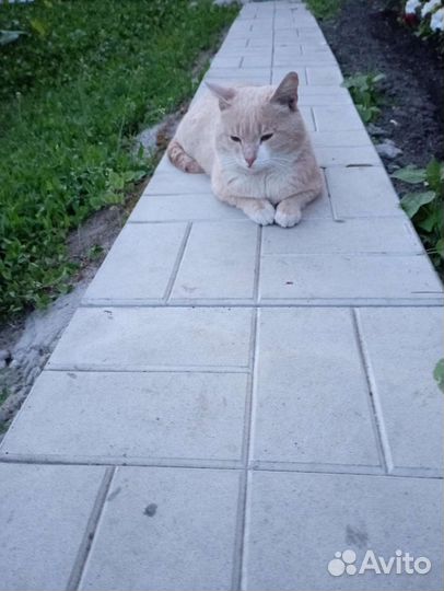 Кот