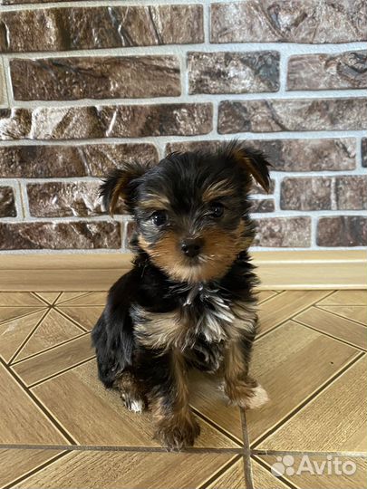 Йоркширский терьер щенки