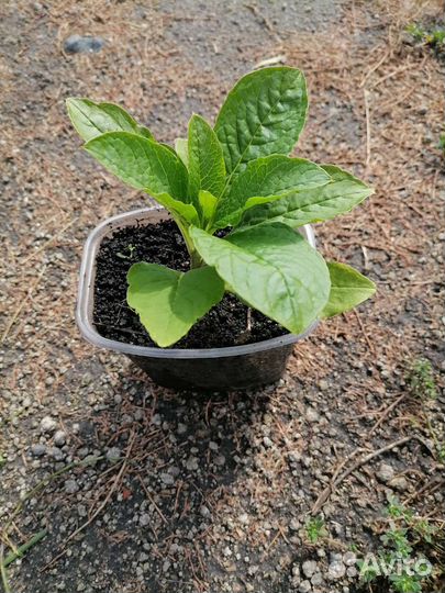 Лаконос, саженцы