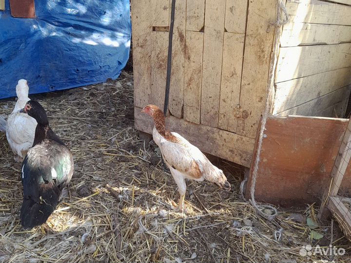 Бойцовая курица