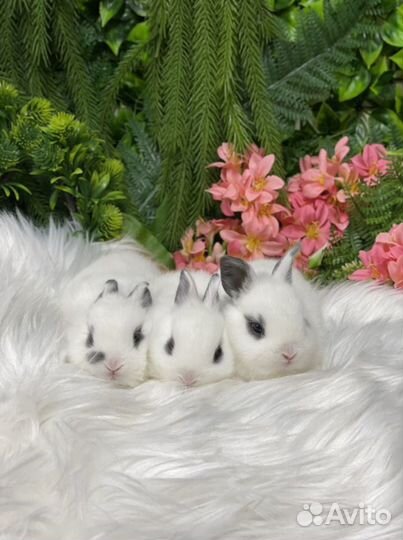 Цветные карлики готовы к переезду