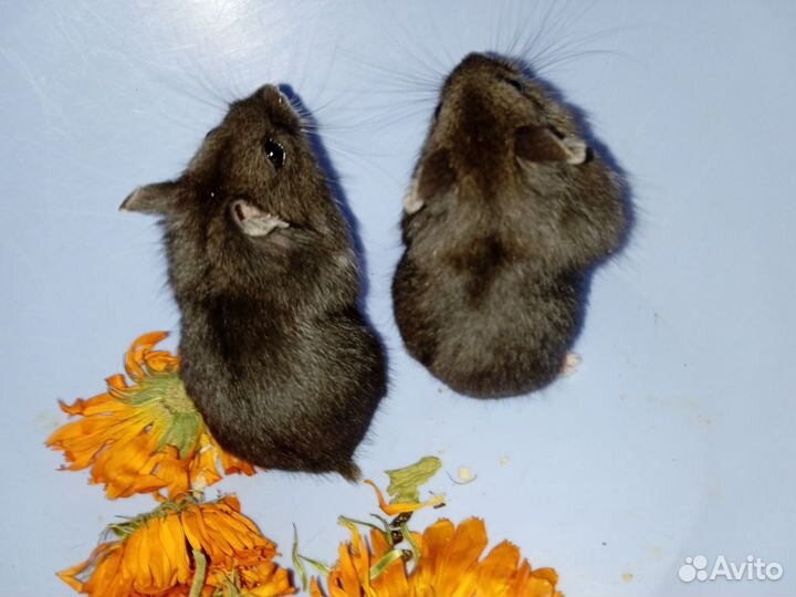 Карликовые хомяки кэмпы