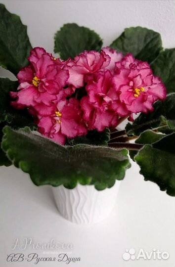 Фиалка коллекционная