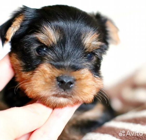 Девочки йоркширский терьер