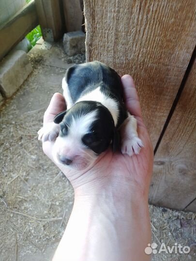 Щенки русского охотничьего спаниеля