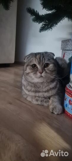 Шотландская вислоухая кошка