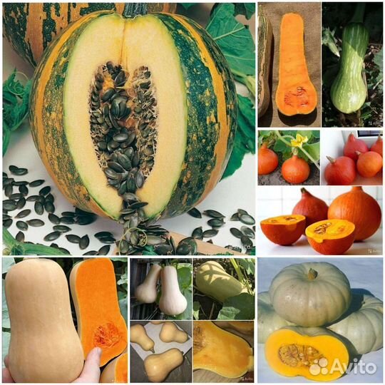 Семена вкусных тыкв
