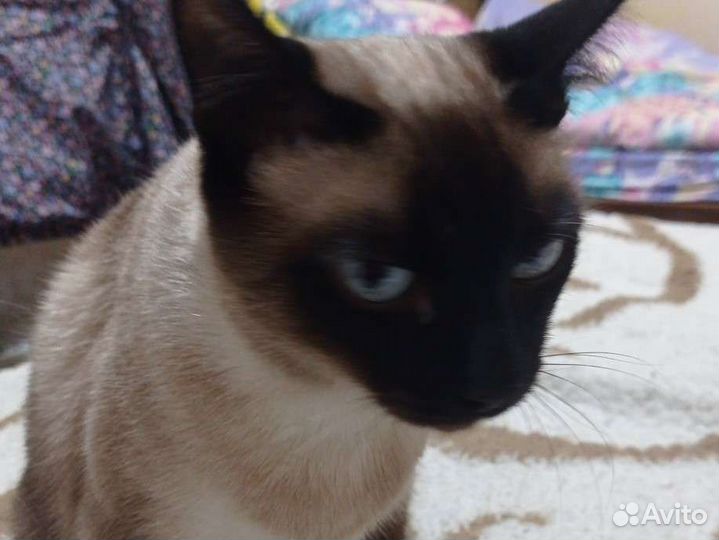 Сиамская кошечка