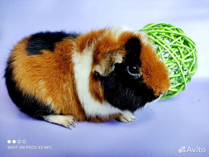 Морские свинки Разных пород(сокращение питомника)