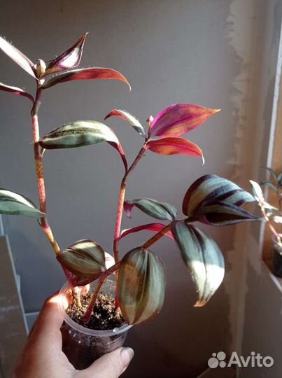 Традесканция Зебрина