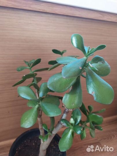 Денежное дерево